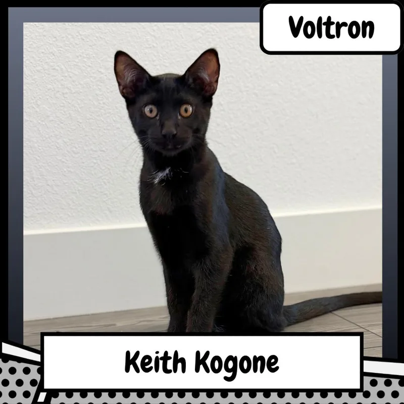 Keith Kogone thumbnail 2