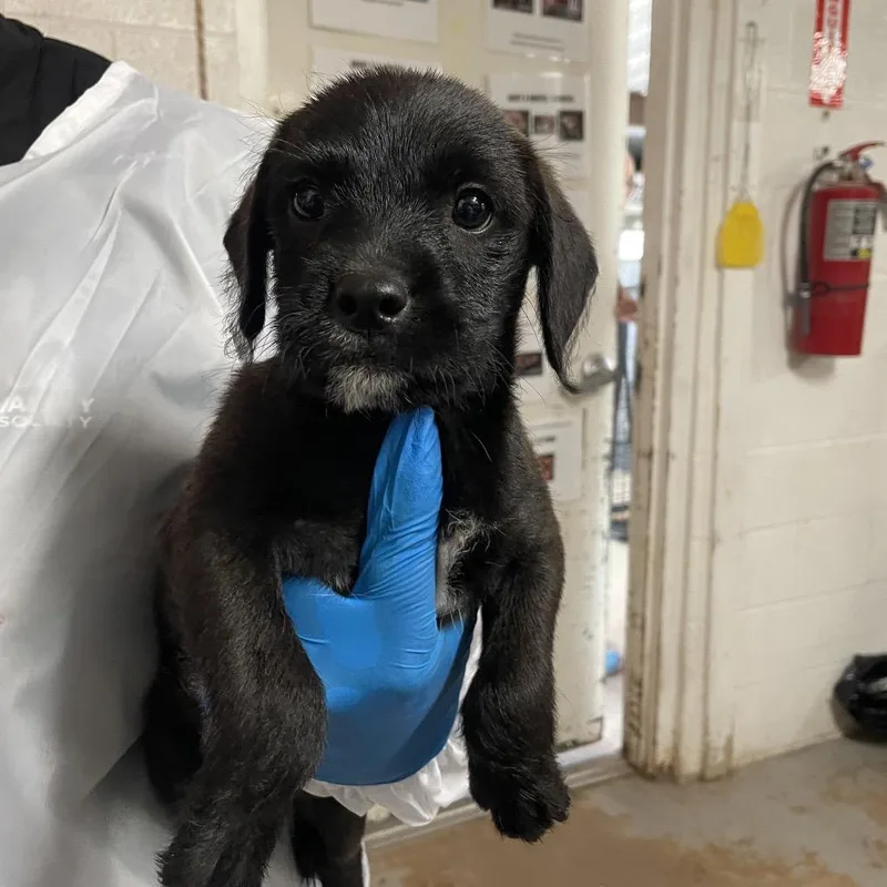 A baby medium-sized female Brown / Chocolate Mixed Breed dog named Boom Boom for adoption in Edinburg, TX