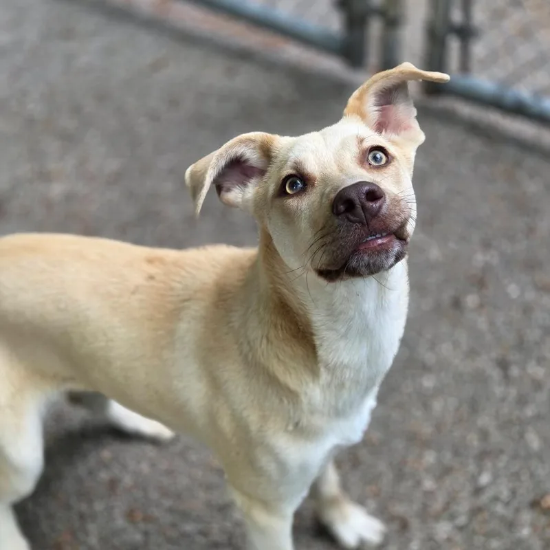 A young medium-sized female Yellow / Tan / Blond / Fawn Mixed Breed dog named Goldie Locks for adoption in Charleston, WV