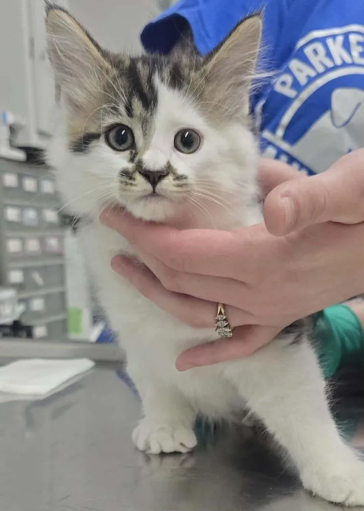 A baby small-sized male Domestic Long Hair cat named Simba for adoption in Hillsdale, IN