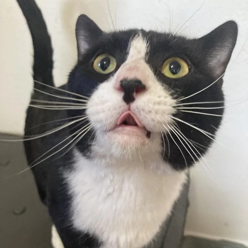 An adult large-sized male Black Domestic Short Hair cat named Gilley for adoption in Bismarck, ND