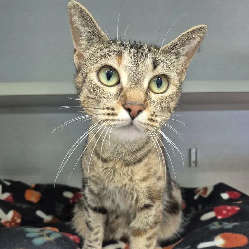 An adult medium-sized female Brown / Chocolate Domestic Short Hair cat named Gato for adoption in Newark, NJ