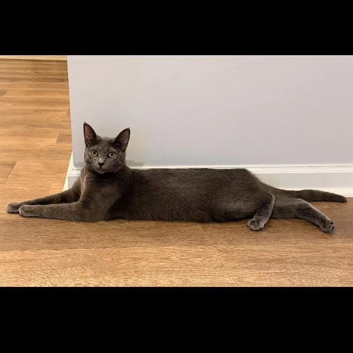 A baby medium-sized female Gray / Blue / Silver Domestic Short Hair cat named Violet for adoption in Stafford, VA