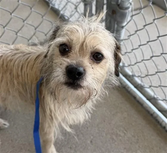 An adult small-sized male Terrier dog named William for adoption in Bakersfield, CA