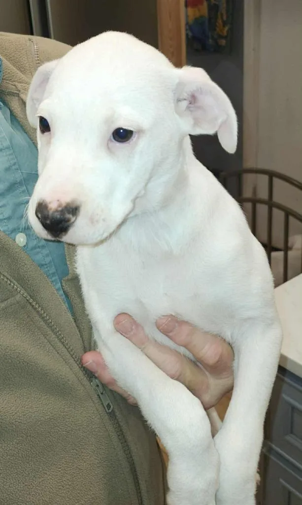 A baby large-sized male Labrador Retriever dog named Brian for adoption in Augusta, GA