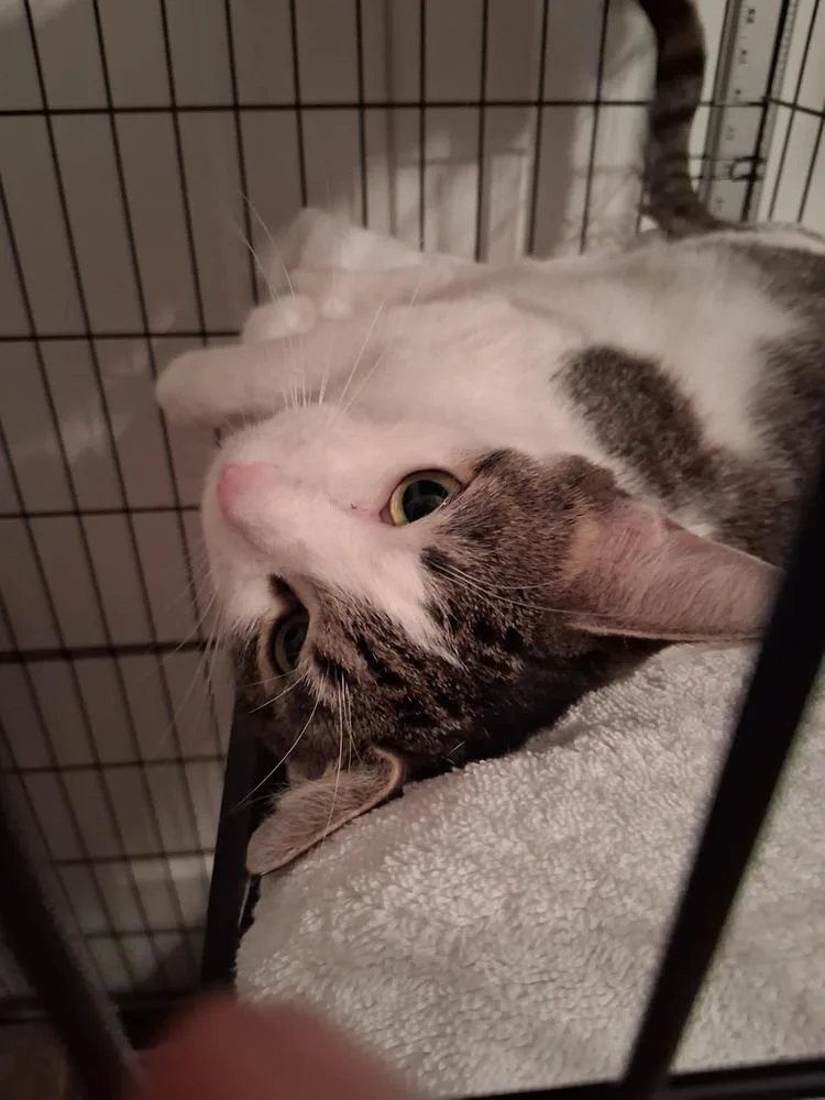 An adult medium-sized female Gray & White Domestic Short Hair cat named Sugar for adoption in Chicago, IL