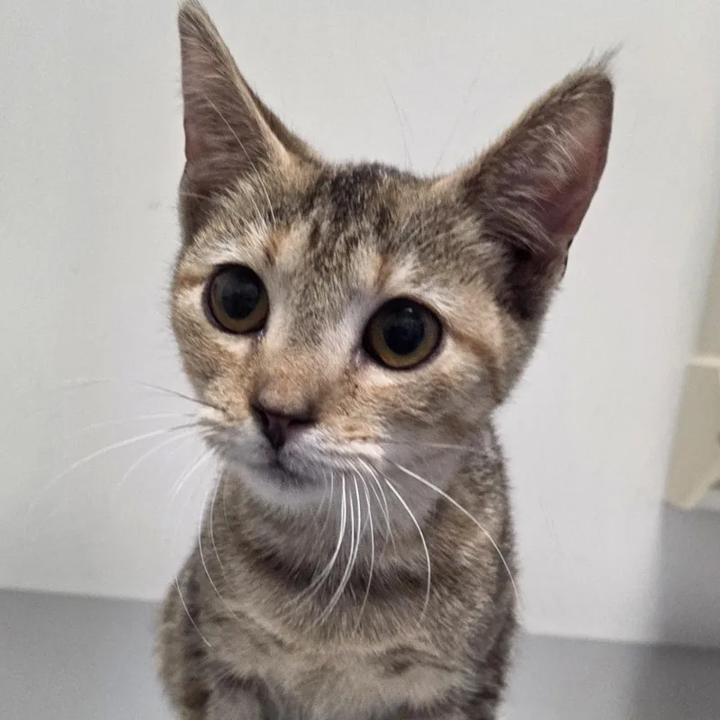 A young medium-sized female Dilute Calico Domestic Short Hair cat named Skittles for adoption in SNOW HILL, NC