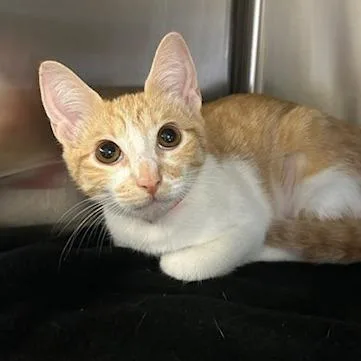 A young medium-sized female Orange / Red Domestic Short Hair cat named Mocha for adoption in Knoxville, TN