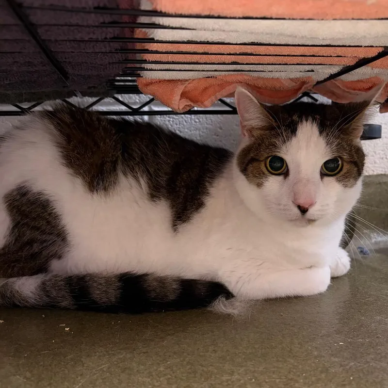 An adult extra large-sized male White Domestic Short Hair cat named Matthew for adoption in Harrisonburg, VA