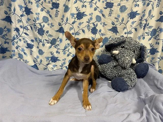 A baby small-sized female Chihuahua dog named Whisker Doos for adoption in Modesto, CA