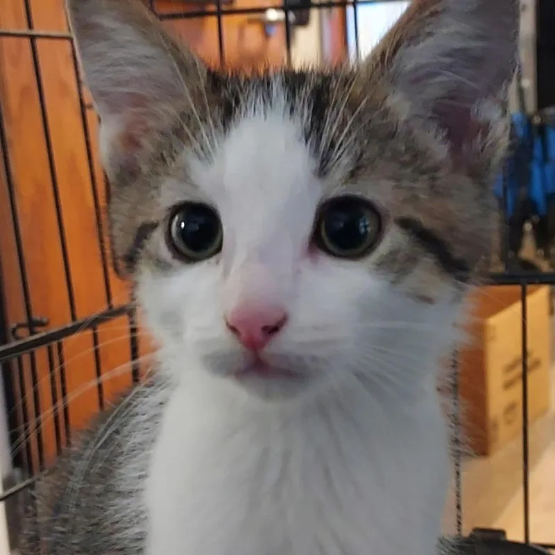 A baby small-sized male Brown / Chocolate Domestic Short Hair cat named Bandit for adoption in Dayton, OH