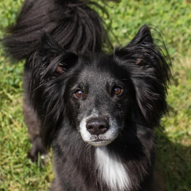 Max