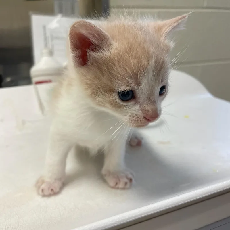 A baby small-sized male White Domestic Short Hair cat named Dream Catcher for adoption in Charlottesville, VA
