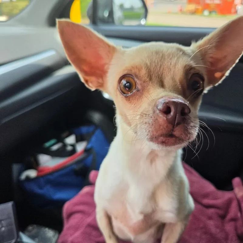 An adult small-sized female Apricot / Beige Chihuahua dog named Baby Girl for adoption in Houston, TX