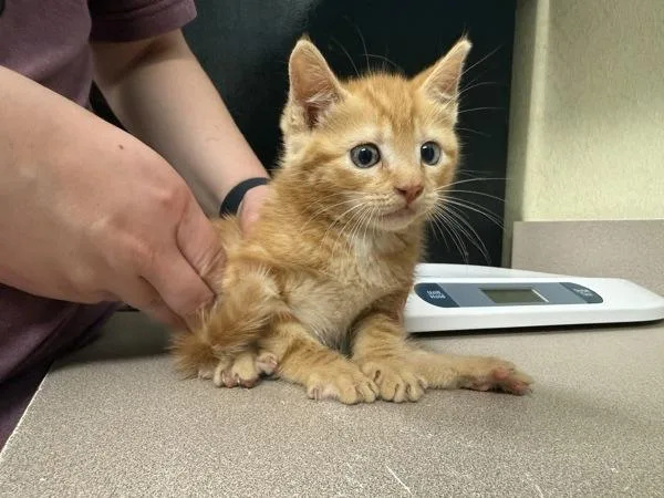 A baby small-sized male Domestic Short Hair cat named Ulex for adoption in Salisbury, MD