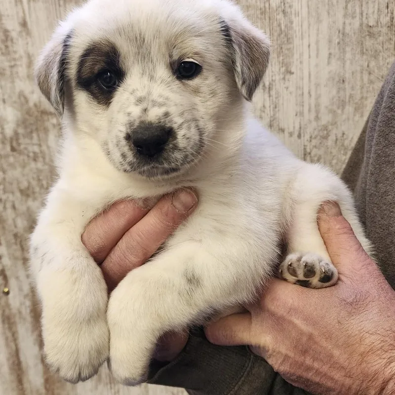 Gilligan thumbnail 2