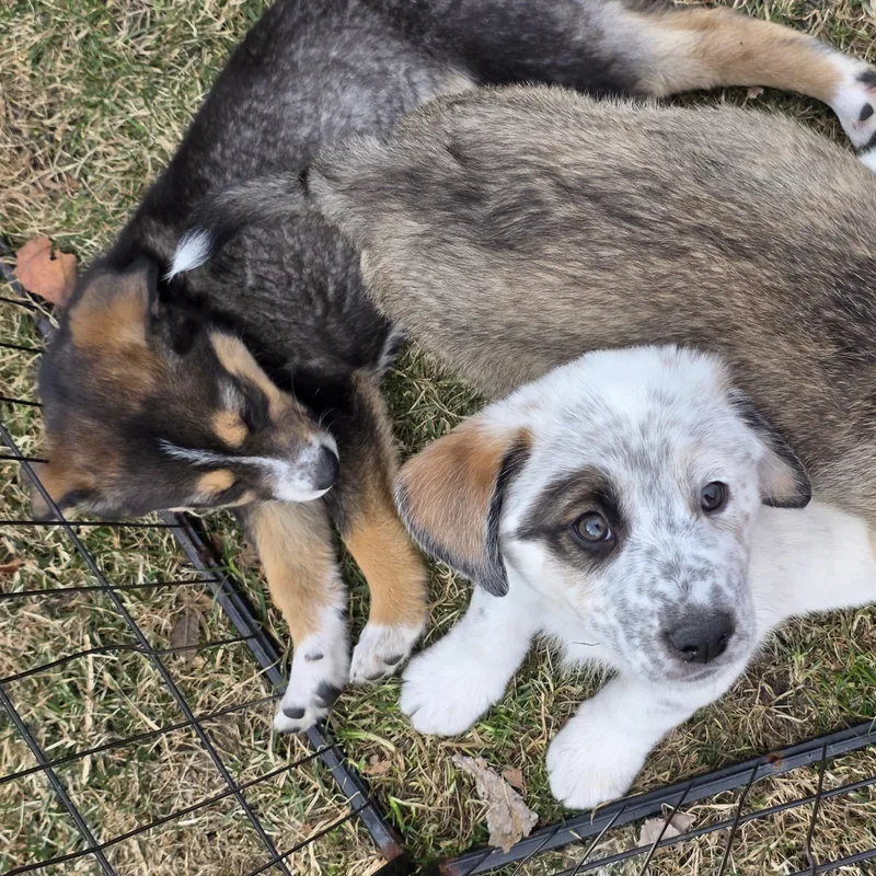 Gilligan thumbnail 3