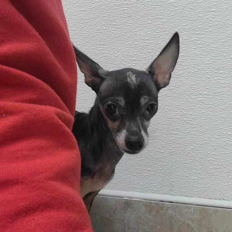 An adult small-sized male Black Chihuahua dog named Holler for adoption in Galveston, TX