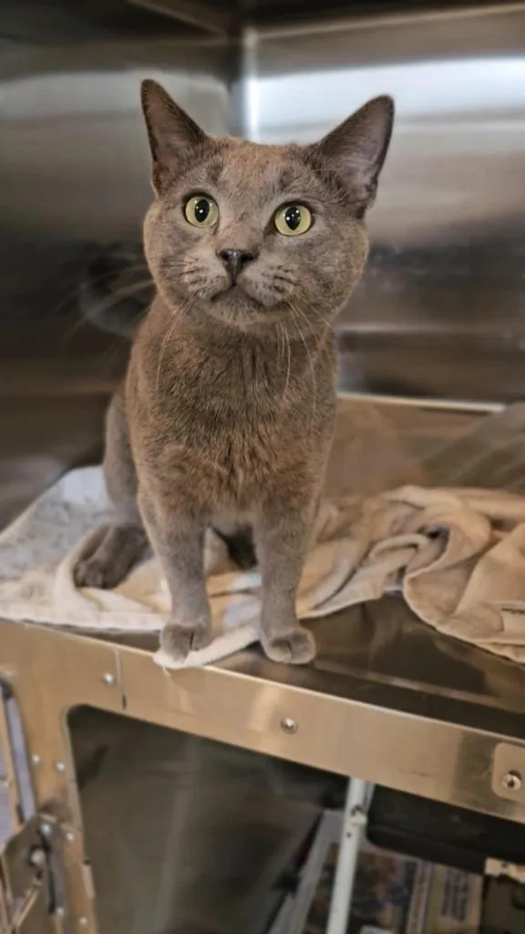 A young large-sized male Domestic Short Hair cat named Benji for adoption in Sprakers, NY