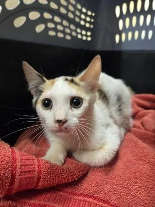 A baby small-sized female Domestic Short Hair cat named Marilyn for adoption in Honolulu, HI