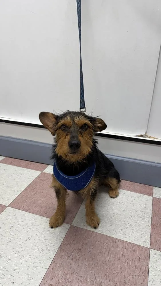 A young medium-sized male Brown / Chocolate Dachshund dog named Milo for adoption in Ontario, CA
