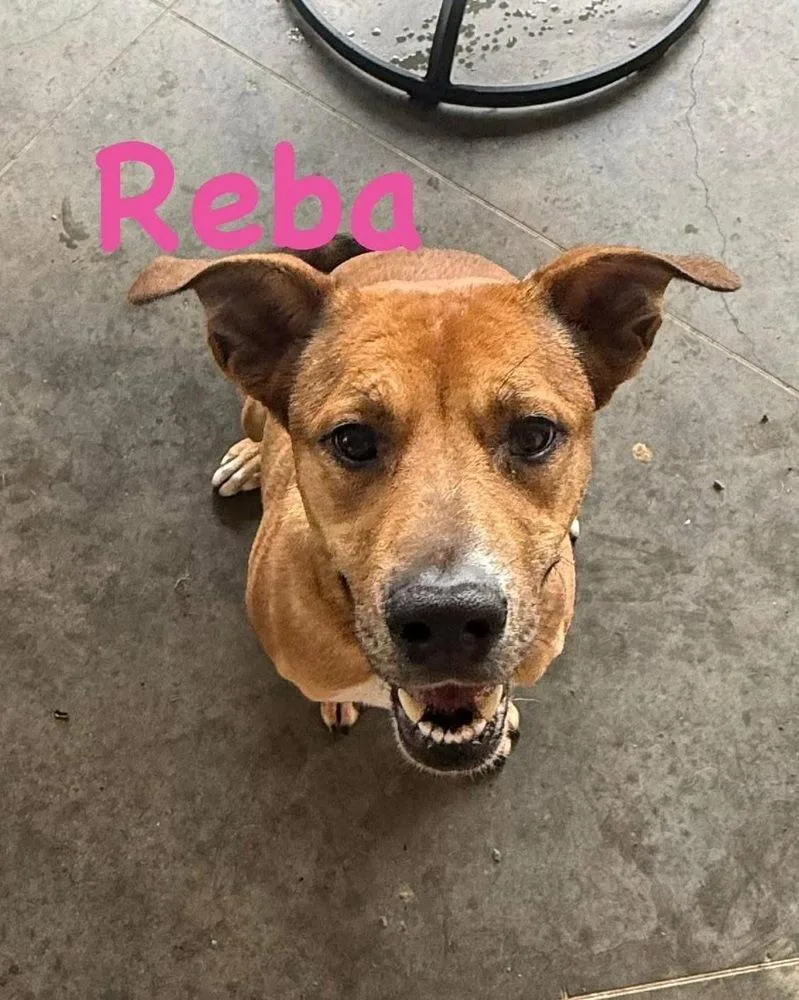 Reba thumbnail 4