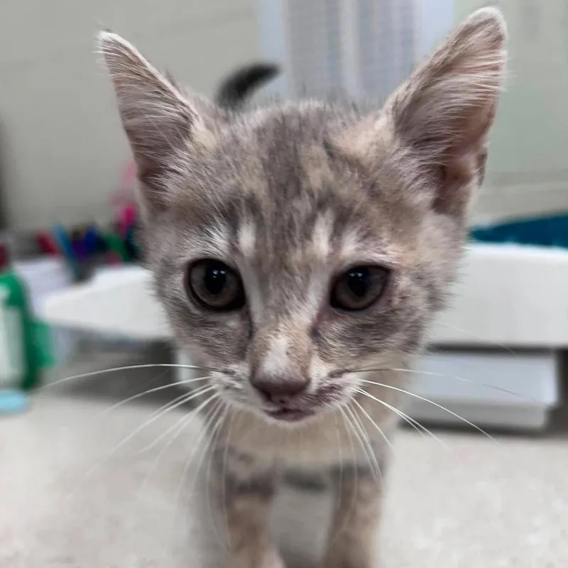 A baby small-sized female Brown / Chocolate Domestic Short Hair cat named Sunflower for adoption in Bastrop, TX