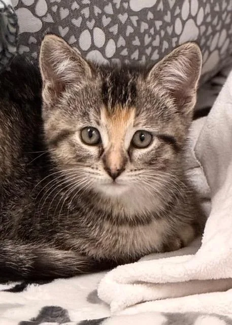 Penelope