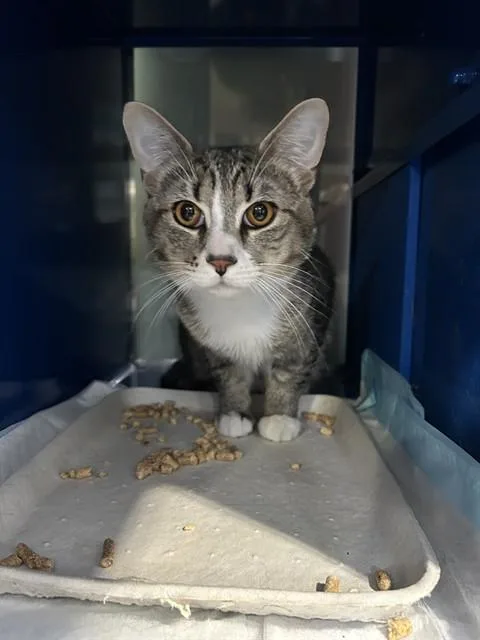 A young medium-sized male Domestic Short Hair cat named Cricket for adoption in Westminster, MD