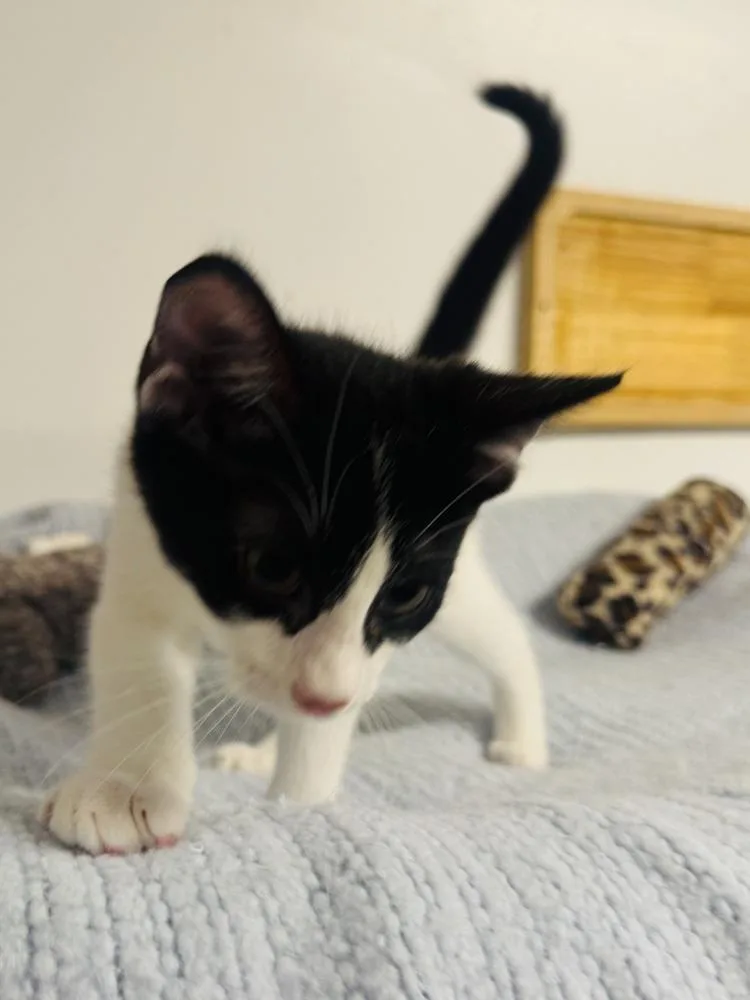 A baby small-sized male Black & White / Tuxedo Domestic Short Hair cat named Pretty Boy Floyd for adoption in Jackson, GA