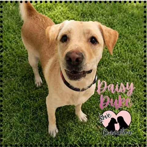 A young medium-sized female Apricot / Beige Labrador Retriever dog named Daisy Duke for adoption in Gilbert, AZ