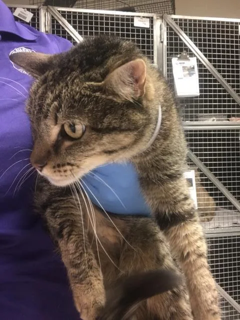 An adult small-sized female Domestic Short Hair cat named Juliette for adoption in Conroe, TX