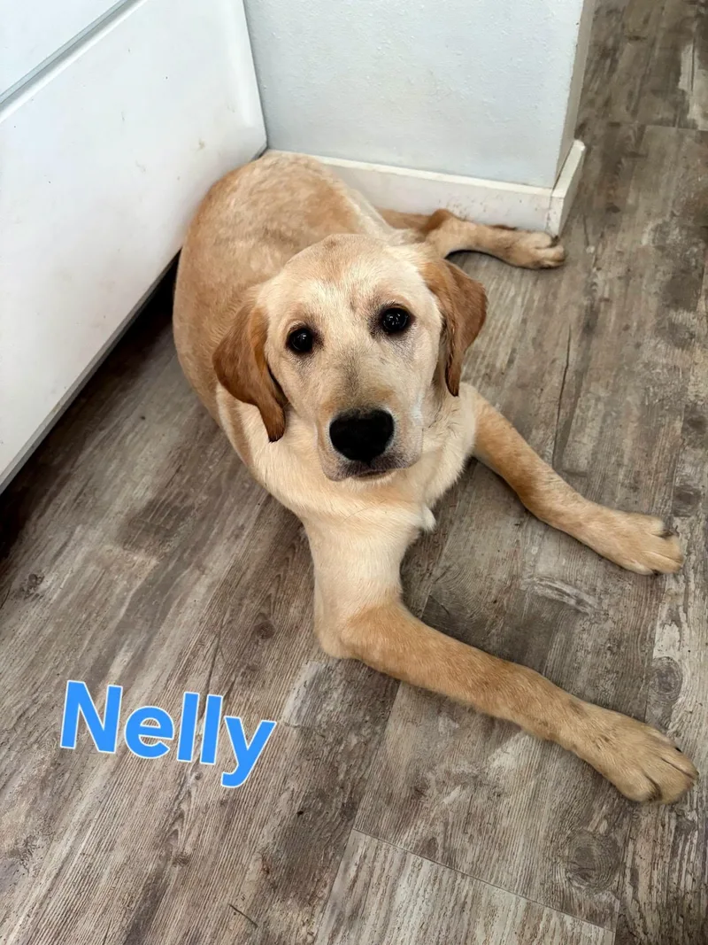 Nelly thumbnail 2