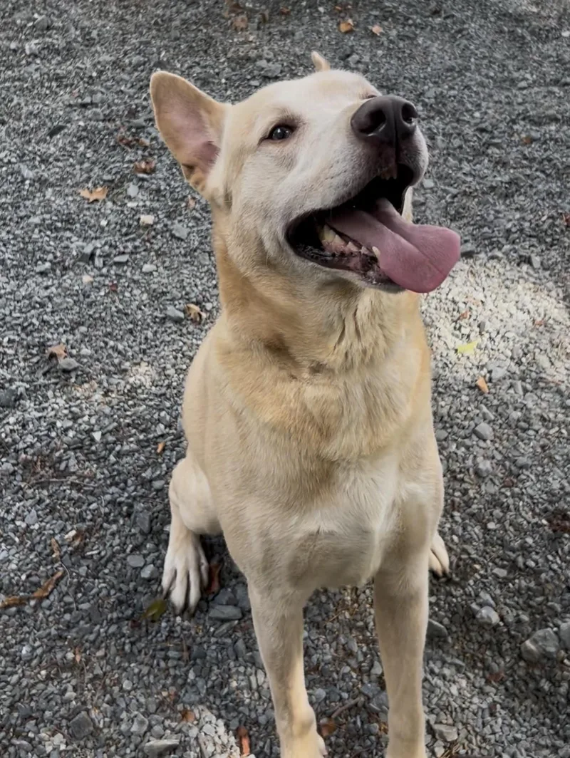 An adult large-sized male Apricot / Beige Husky dog named Leo for adoption in Germanton, NC