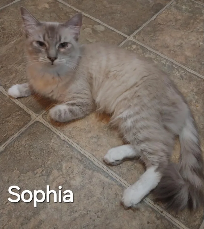 A young large-sized female Siamese cat named Sophia for adoption in San Jacinto, CA