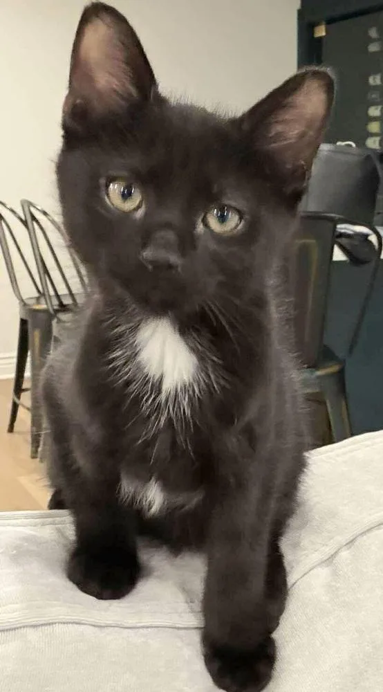A baby small-sized male Black & White / Tuxedo Domestic Short Hair cat named Ash for adoption in Chicago, IL