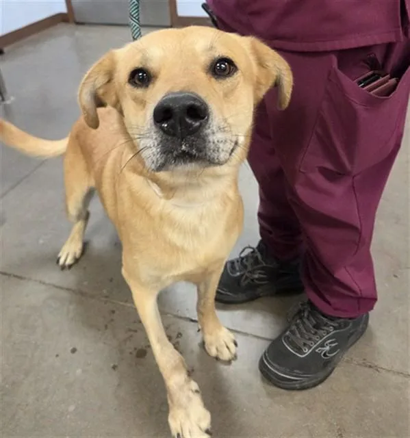 An adult large-sized male Labrador Retriever dog named Exxon for adoption in Phoenix, AZ