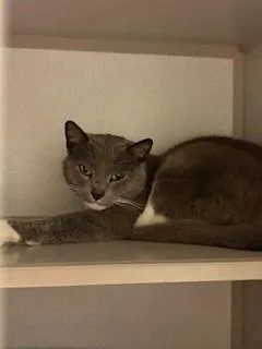 An adult large-sized male Gray & White Domestic Short Hair cat named Monkey for adoption in Mason City, IA