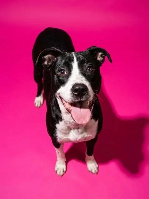 A young medium-sized male Mixed Breed dog named Twiggy for adoption in Jacksonville, FL