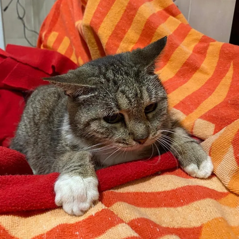 A senior medium-sized female Gray / Blue / Silver Domestic Short Hair cat named Lulu for adoption in West Palm Beach, FL