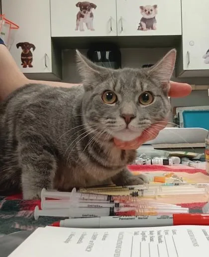 A baby medium-sized male Domestic Short Hair cat named Hank for adoption in Palm Coast, FL