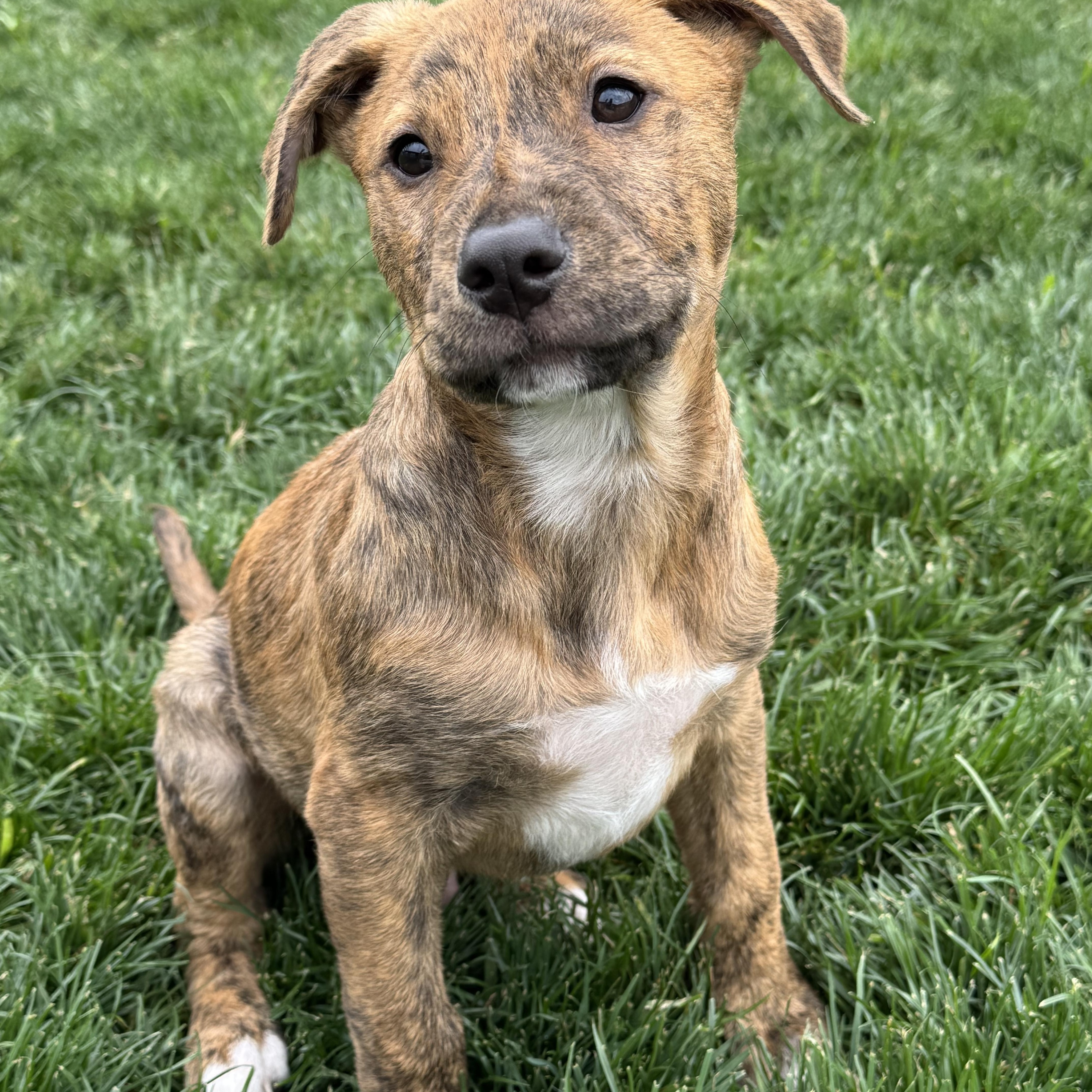 A baby medium-sized male Tricolor (Brown, Black, & White) Cattle Dog dog named Little Rusty for adoption in Houston, TX