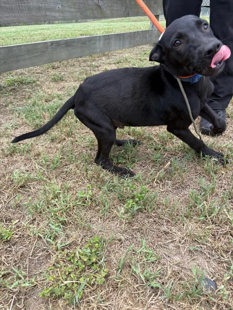 A baby medium-sized male Terrier dog named Bart for adoption in Wauchula, FL