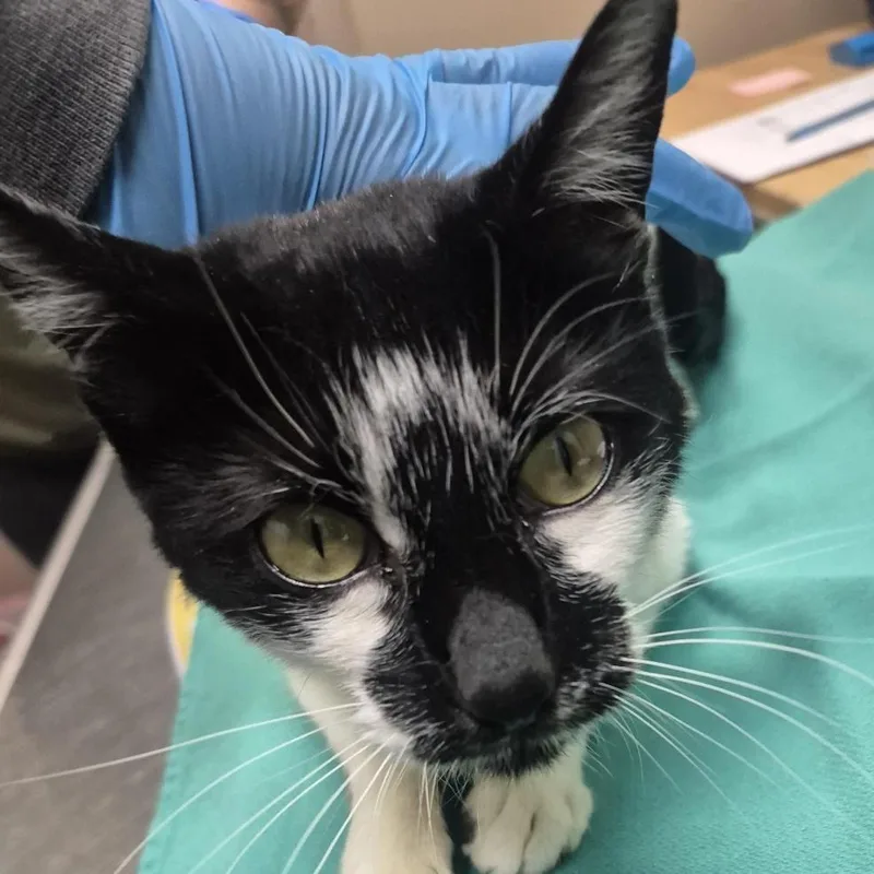 An adult medium-sized female White Domestic Short Hair cat named Poppy for adoption in Tacoma, WA