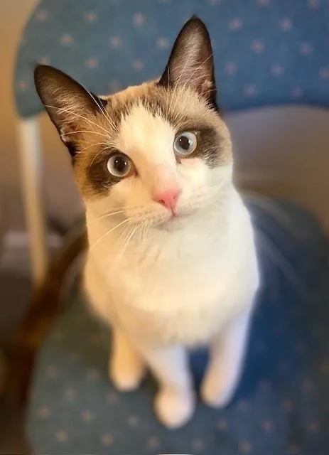 An adult medium-sized male Domestic Short Hair cat named Alaska for adoption in Duxbury, MA