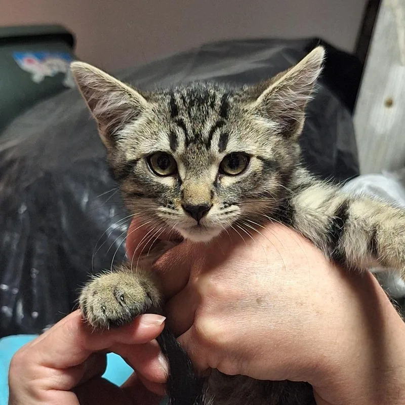 A baby small-sized male Brown / Chocolate American Shorthair cat named Mando for adoption in Grantsville, UT