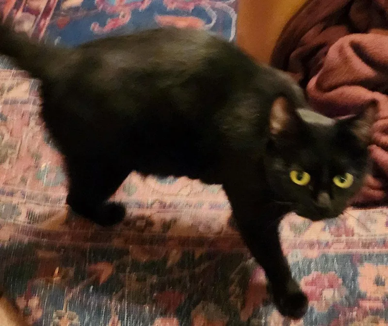 Dottie