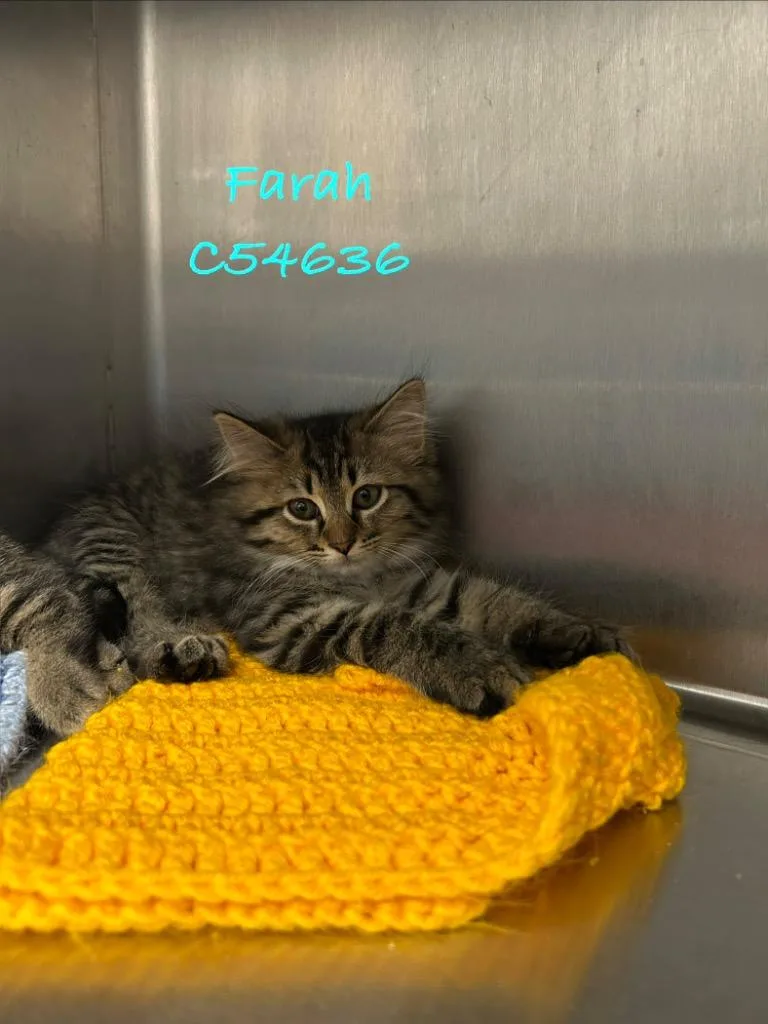 A baby medium-sized female Domestic Long Hair cat named Farah for adoption in Clarksville, TN