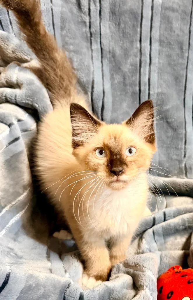 A baby small-sized male Domestic Medium Hair cat named Silly Willy for adoption in Newnan, GA
