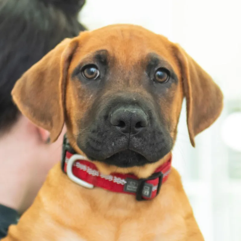A baby small-sized male Brown / Chocolate Mixed Breed dog named Ralphie for adoption in Middletown, RI